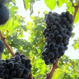 каберне совиньон_0x160 Любимый сад